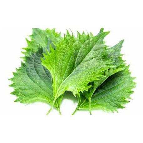 Seed Collection: Shiso Red and Green Mix - Image 2