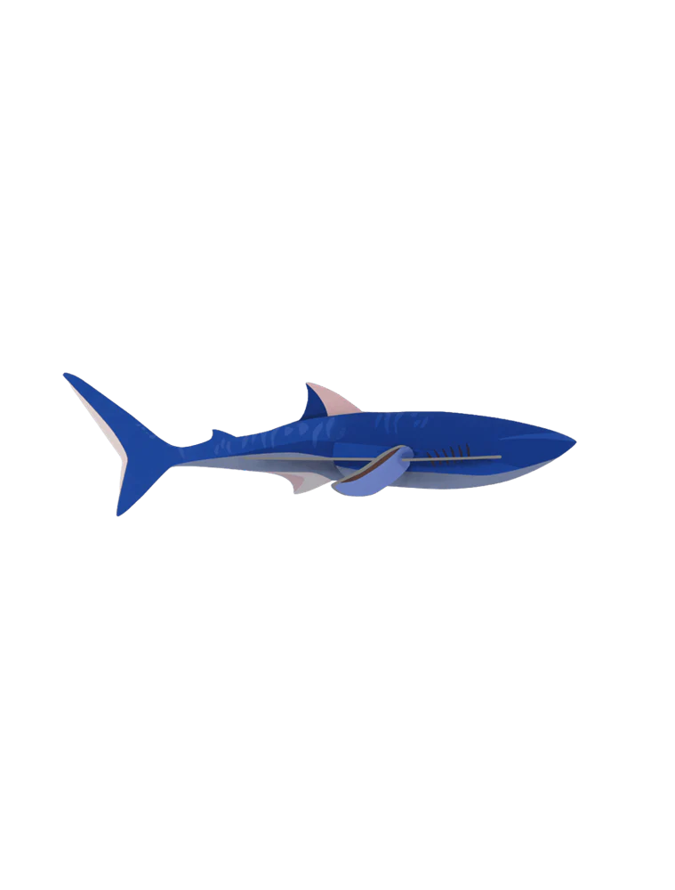 Studio Roof Shark - Image 2