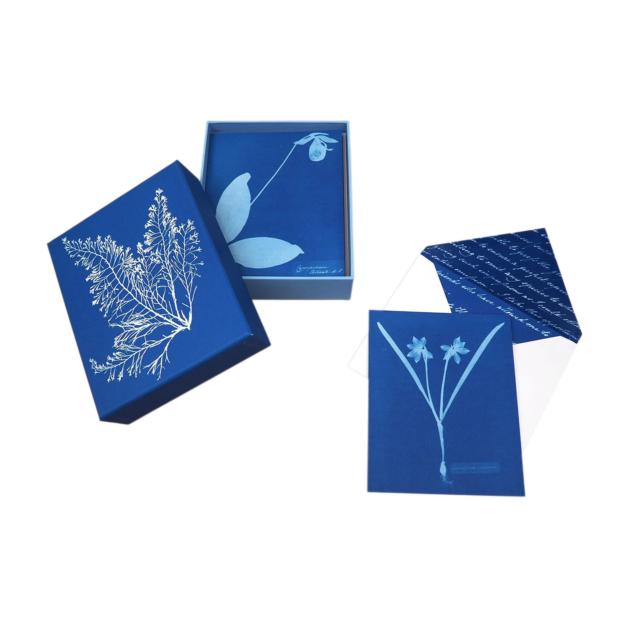 Sunprint Notecards: The Cyanotypes of Anna Atkins - Image 3