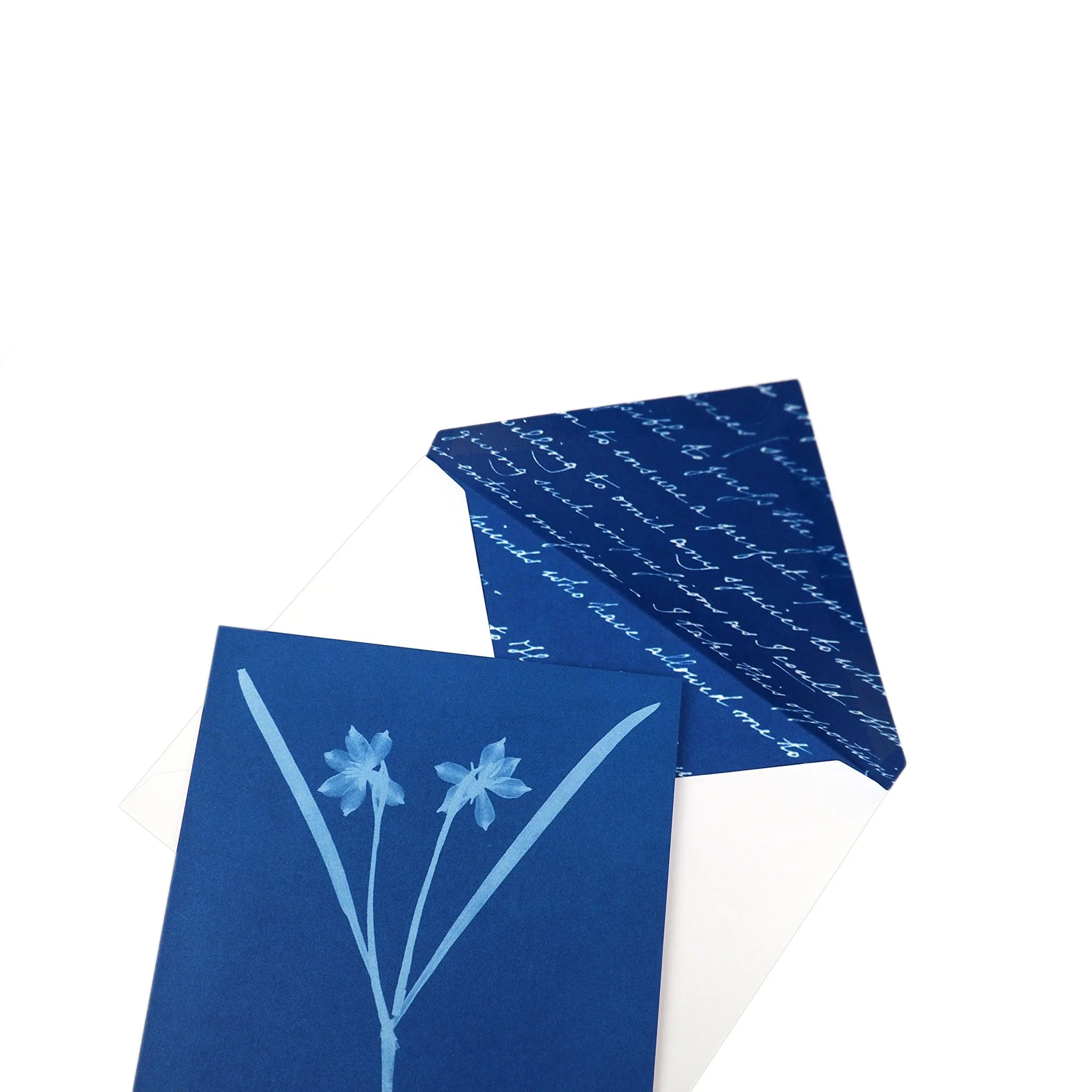 Sunprint Notecards: The Cyanotypes of Anna Atkins - Image 5