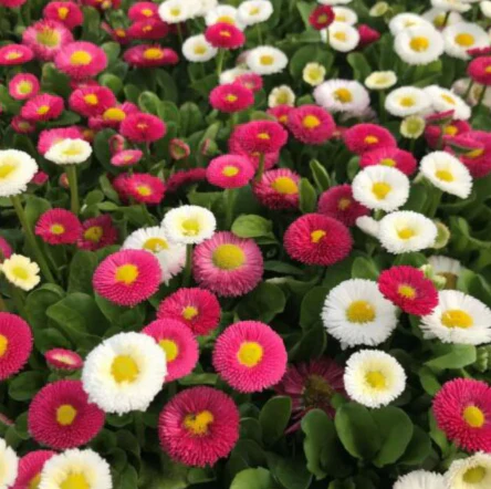 Seed Collection: Sweet Love Flowers - Image 2