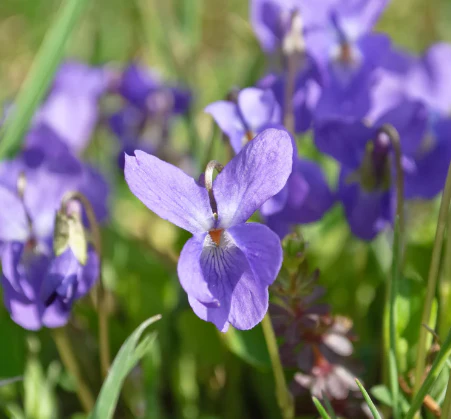 Seed Collection: Sweet Love Flowers - Image 3