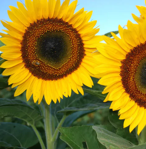 Seed Collection: Taiyo Sunflower - Image 2