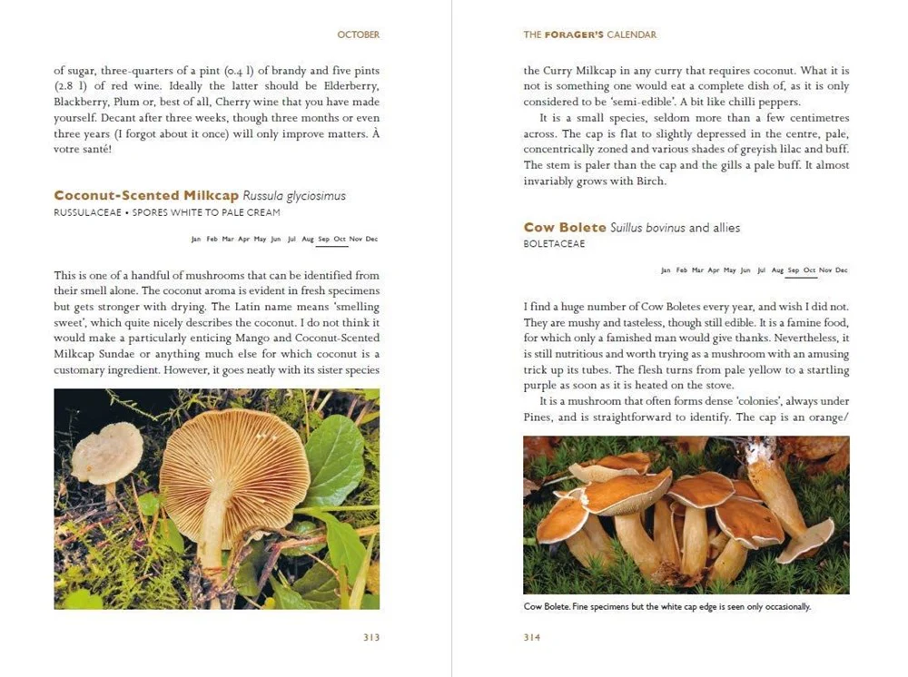 The Forager's Calendar - Image 2