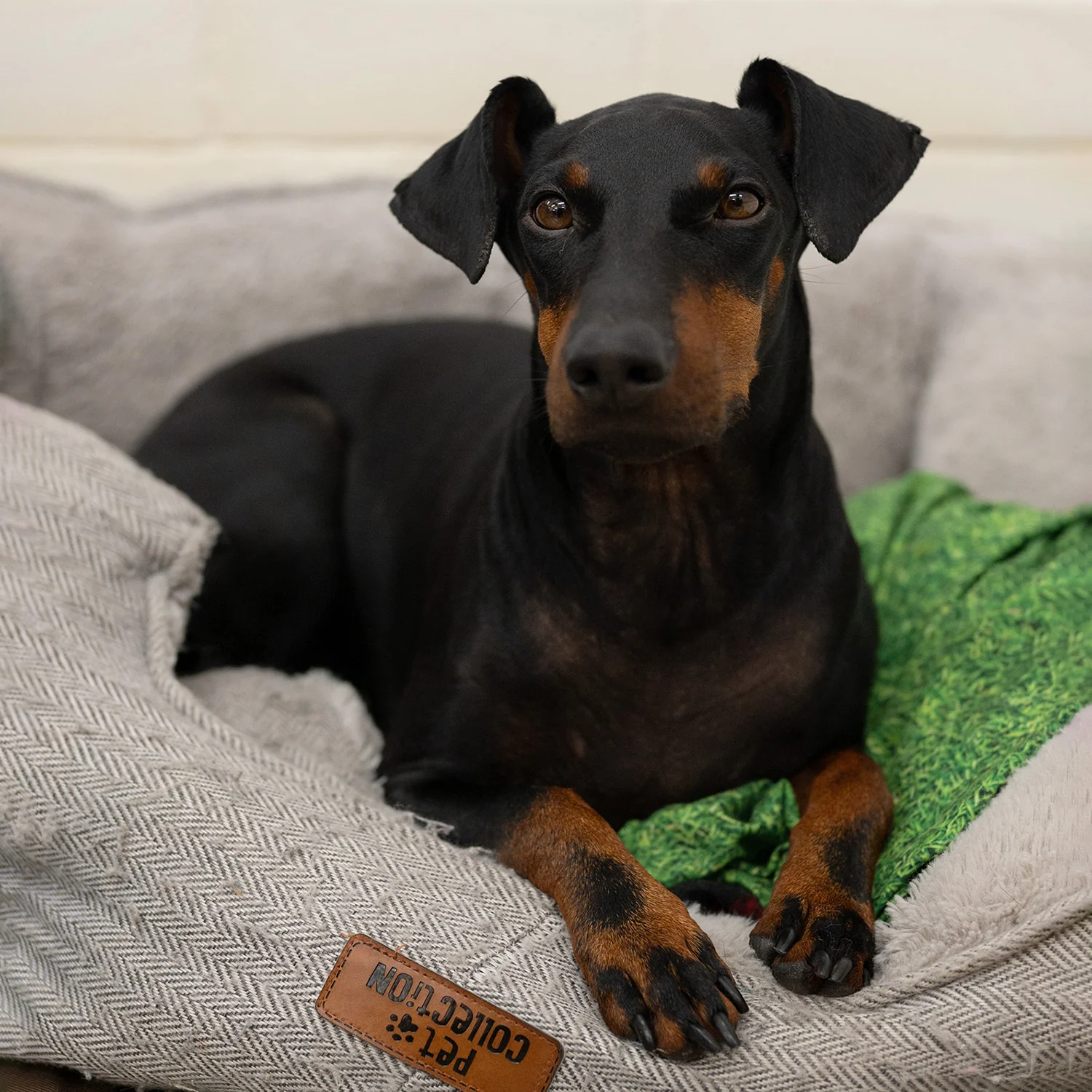 Fred Aldous X TOFT Ray The Manchester Terrier Kit - Image 2