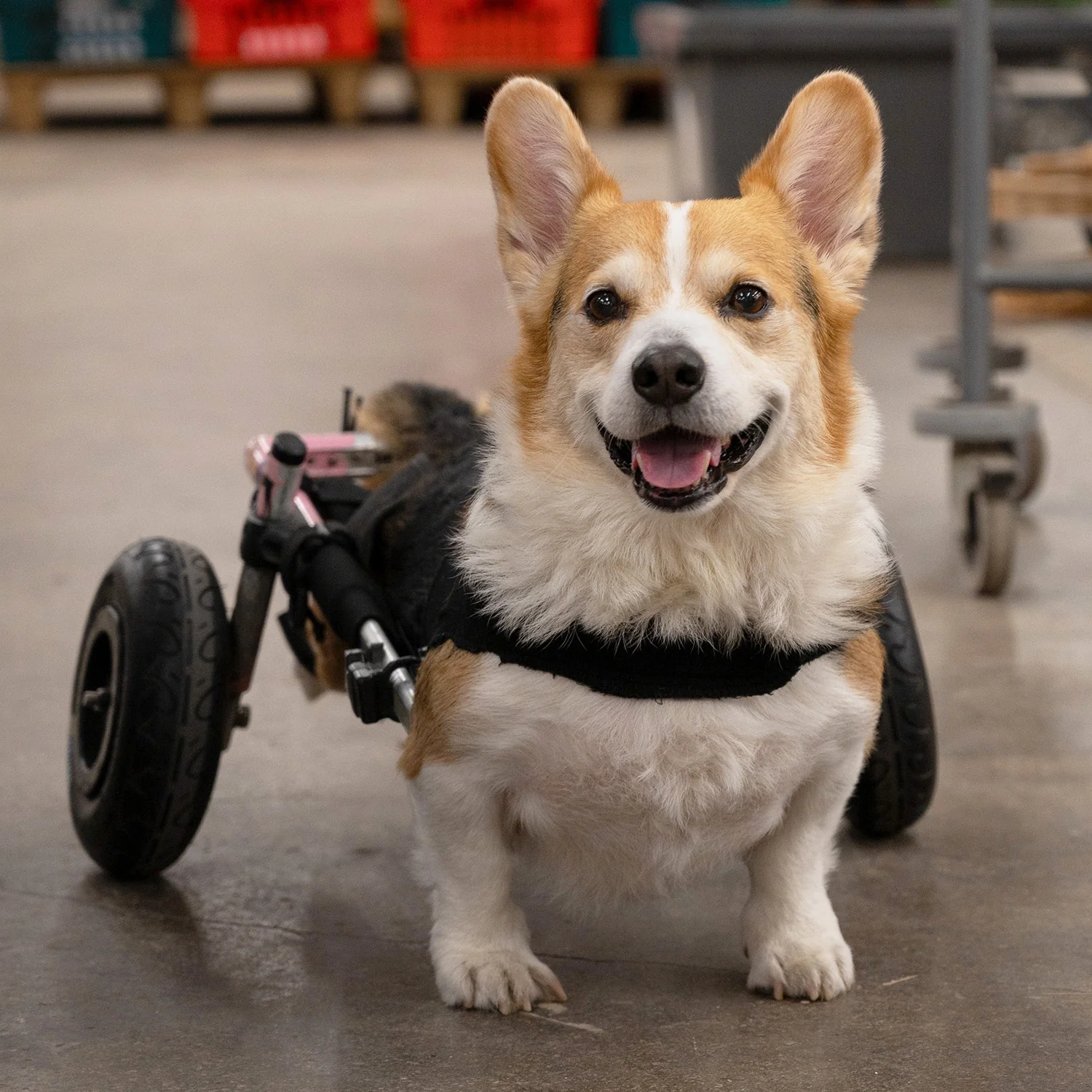 Fred Aldous X TOFT Morus The Corgi Kit - Image 2