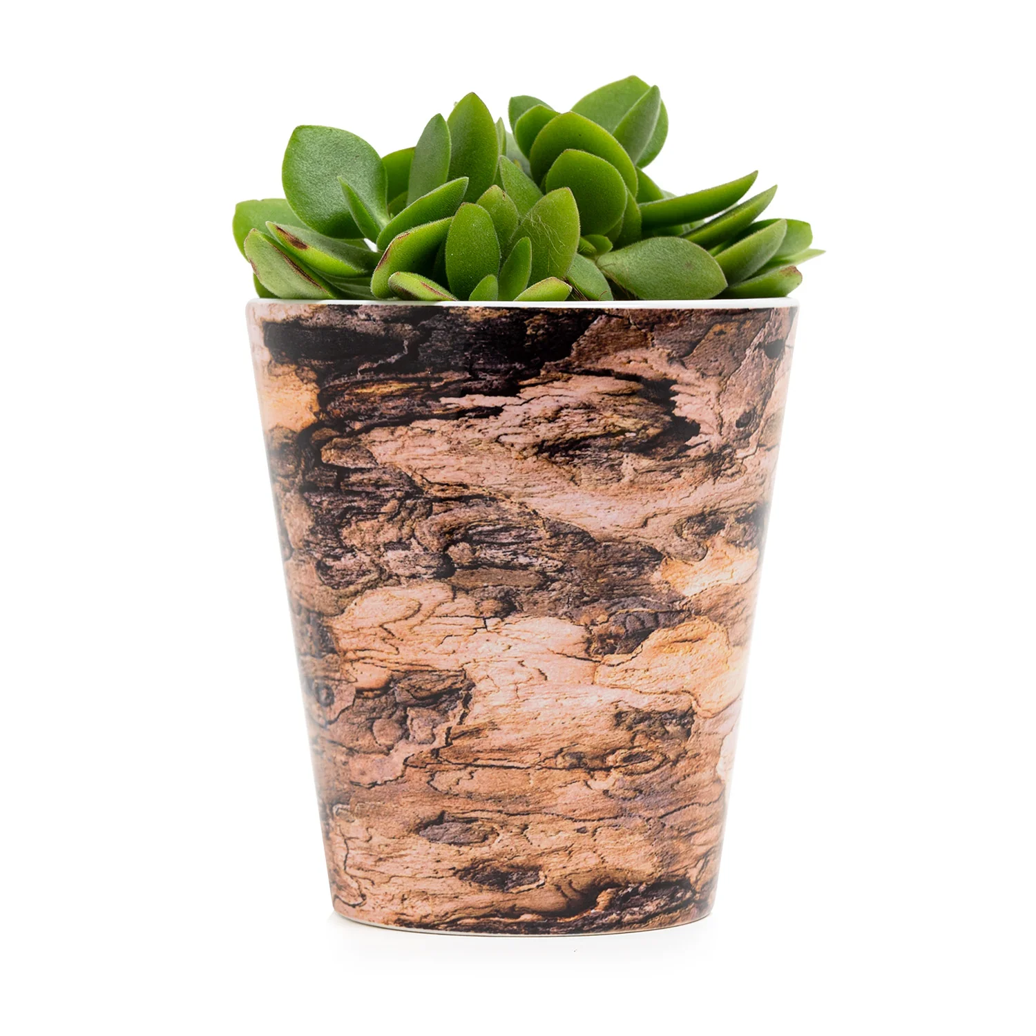 Tree Bark Plant Pot - Sycamore - Image 3