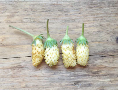 Seed Collection: White Soul Alpine Strawberry - Image 2