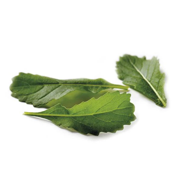 Seed Collection: Wildfire/Wasabi Wild Rocket - Image 2